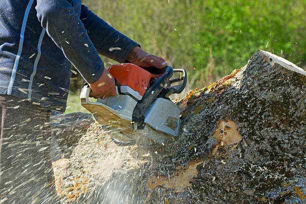 Professional Tree Services in Oyster Bay Cove, NY
